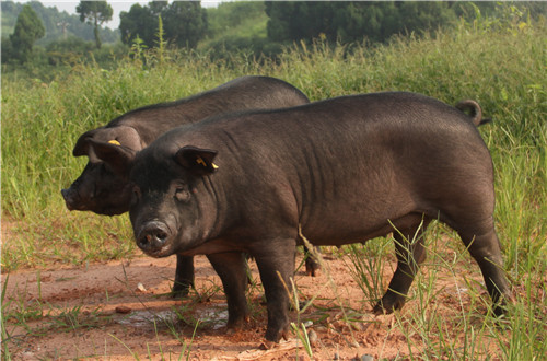 20180730B9_副本(ben).jpg 20180730B9_副本(ben).jpg